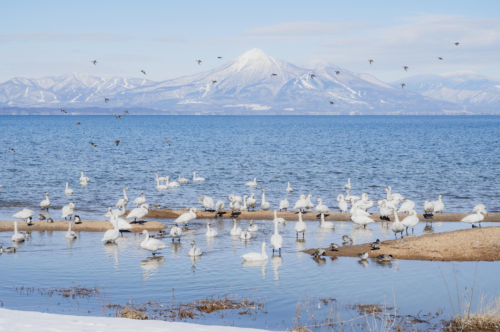 持続可能な未来をつくる「ラムサール条約」とは? 福島・猪苗代湖の登録から考える【第1回】のアイキャッチ画像